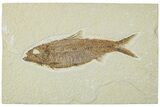 Detailed Fossil Fish (Knightia) - Wyoming #227438-1